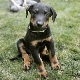 Beaucerons from Cynefin Beaucerons