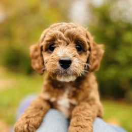 Dorie - Red female Cavapoo puppy in Natural Bridge, Virginia from Rockbridge Puppies