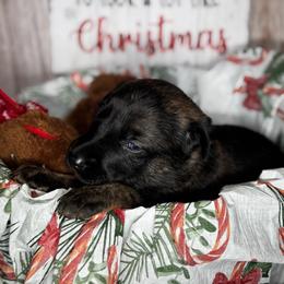 Dutch Shepherd Puppies from Oak Creek K9