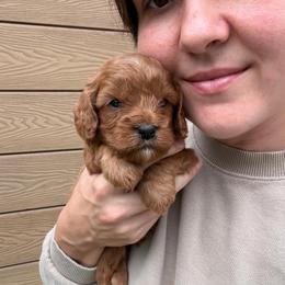 Martin - Red male Cavapoo puppy in Midland, North Carolina from Rocky River Cavapoos