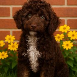 Chocolate - Chocolate female Goldendoodle puppy in Point, Texas from Tiny Paws Goldendoodles