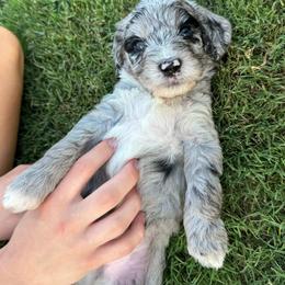 Gravy - male Australian Mountain Doodle puppy in Sherrills Ford, North Carolina from Magnolia Grove Farms