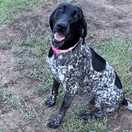German Shorthaired Pointers from Burch legacy kennels