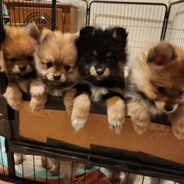 Pomeranian Puppies from Frank Sidders