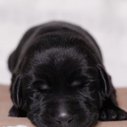 Labrador Retriever Puppies from UC Labradors