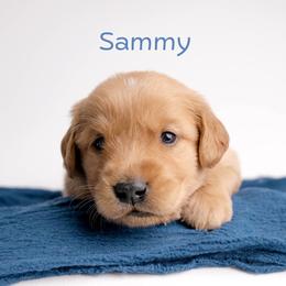 Sammy - Dark golden male Golden Retriever puppy in Buhl, Idaho from Atkinson's Goldens