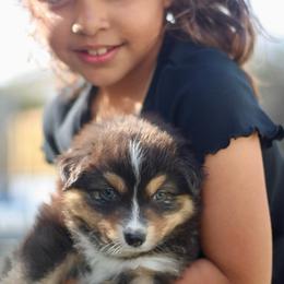 Shelby - Black tri-color male Australian Shepherd puppy in Bloomington, California from Oro’z Farm Aussies