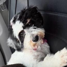 Sugar - Tri-color female Bernedoodle puppy in Sherman, Illinois from Shirl Doodle Life