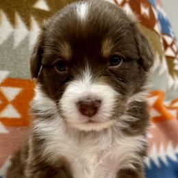 Star - Red tri-color female Australian Shepherd puppy in Lakewood, Colorado from Skyray Aussies