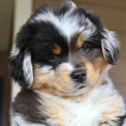 Miniature American Shepherds and Miniature Australian Shepherds from TRAILS END Gemini Minis
