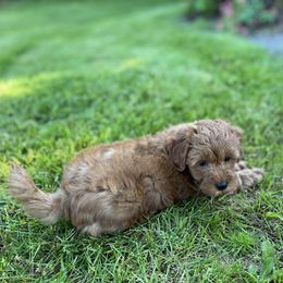 Maltipoo Puppies from Jessica's Maltipoos