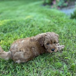 Maltipoo Puppies from Jessica's Maltipoos