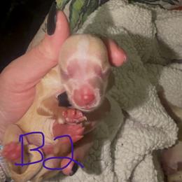 Marty - White and tan male Morkie puppy in Winston Salem, North Carolina from Patty’s Paws