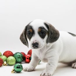 Female 1 - Dapple female Dachshund puppy in Childress, Texas from Taylor Farms