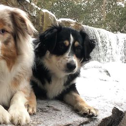 Australian Shepherds from Guntown Aussies