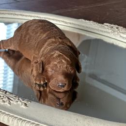 Cranberry - Red  female Poodle puppy in Dayton, Texas from Wolfe Island Poodles