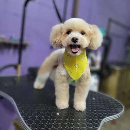 Koami - Maltipoo