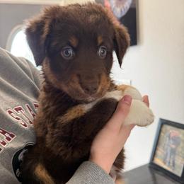 Kit Kat - Red tri-color female Australian Shepherd puppy in Weeki Wachee, Florida from Ace of Spades Australian Shepherds