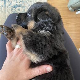 German Shepherd Puppies from Vom Hillhaus