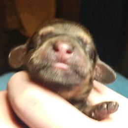 Dapple Male - Dapple male Dachshund puppy in Macon, Missouri from Angelic Doxies