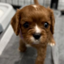 Ember (purple collar) - Ruby female Cavalier King Charles Spaniel puppy in Ocala, Florida from Ray of Sunshine Spaniels LLC