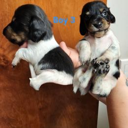 Richter (boy 3) - Piebald male Dachshund puppy in Grants Pass, Oregon from Climate City Doxies