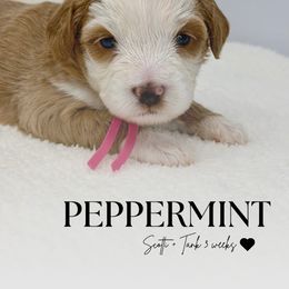 Peppermint - Red female Bernedoodle puppy in Syracuse, Utah from Redrockbernedoodles