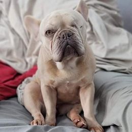 Paris - French Bulldog