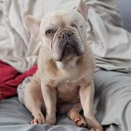 Paris - French Bulldog