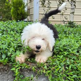 Tammy - Gray and white female Old English Sheepdog puppy in Sutherlin, Oregon from Sapphire Eyes Sheepdogs