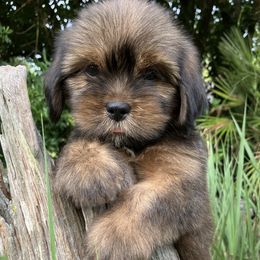 RESERVED - Red male Lhasa Apso puppy in Bell, Florida from Maryann & Kandis