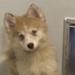 Mariah - Merle female Pomsky puppy in Spring Hill, Florida from PDQ Pomskies