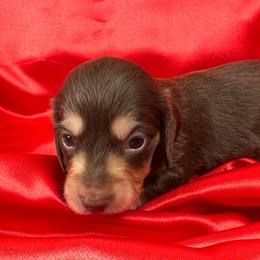 Reba - Chocolate and cream female Dachshund puppy in Mesquite, Texas from AB Dachshund