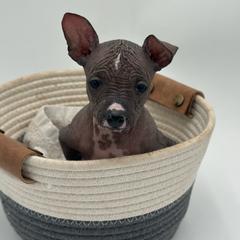Davey - Gray Xoloitzcuintli puppy in West Jordan, Utah from Majestic Nakids