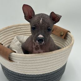 Davey - Gray Xoloitzcuintli puppy in West Jordan, Utah from Majestic Nakids