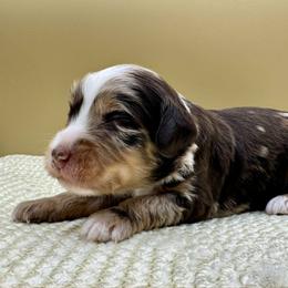 Rocky Road (Rocky) - Merle male Bernedoodle puppy in Hendersonville, North Carolina from Kim's Cove