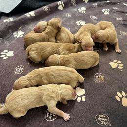 Rusty - Dark golden male Golden Retriever puppy in Lebec, California from Socalretrievers