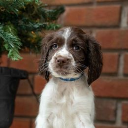 Liver and White - Boy 2 - Liver and white male English Springer Spaniel puppy in Oxford, Connecticut from Woodland Kennel