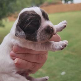 AKC Snoopy ( brown sable Roan ) - Brown roan and tan male Cocker Spaniel puppy in New Market, Tennessee from Down in the Holler