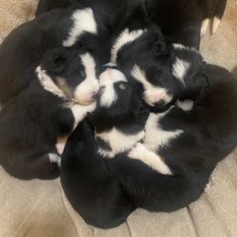 Border Collie Puppies from Herding Heritage