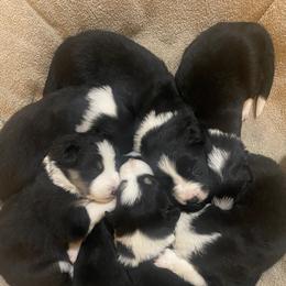 Border Collie Puppies from Herding Heritage