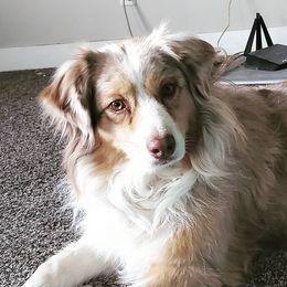 Australian Shepherds, Miniature American Shepherds, and Miniature Australian Shepherds from Copper Sky Aussies & Mini American Shepherds