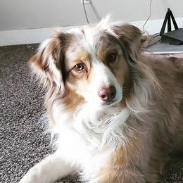 Australian Shepherds, Miniature American Shepherds, and Miniature Australian Shepherds from Copper Sky Aussies & Mini American Shepherds