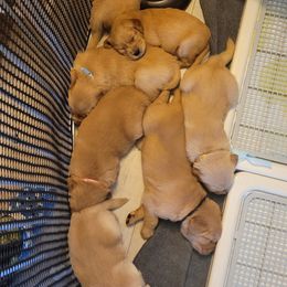 Golden Retriever Puppies from Middlecreek Goldens