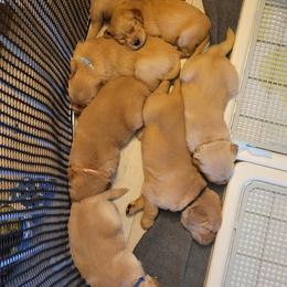 Golden Retriever Puppies from Middlecreek Goldens