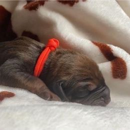 Redbone Coonhound Puppies from Helper Hounds