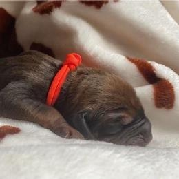 Redbone Coonhound Puppies from Helper Hounds