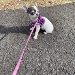 Chihuahua Puppies from Chilove Chihuahuas