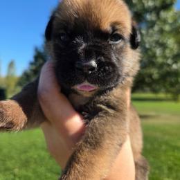 Light Pink - Gray and fawn female Cane Corso puppy in Yale, Michigan from Titan Farms