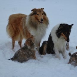 Collie Puppies from Circle H Farm